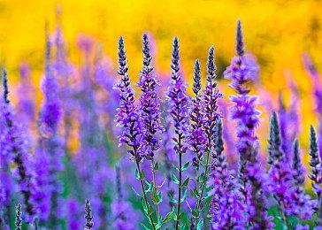 《消逝的光芒2》英伟达DLSS系统要求 2月4日发售